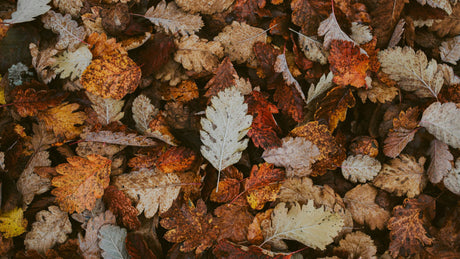 Dispose of Fall Leaves the Eco Way