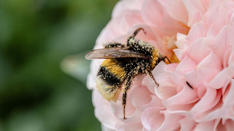 How to Plant a Bee-Friendly Garden